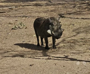 Senegal - Sindia - Bandia Reservat - Warzenschwein