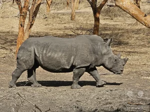 Senegal - Sindia - Bandia Reservat - Nashorn