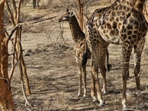 Senegal - Sindia - Bandia Reservat - Giraffen