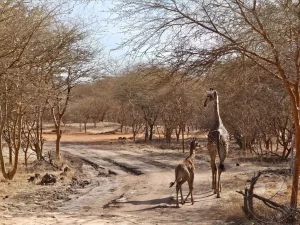 Senegal - Sindia - Bandia Reservat - Giraffen