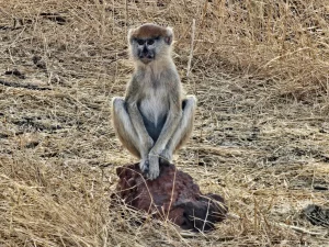 Senegal - Sindia - Bandia Reservat - Affe