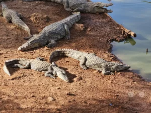 Senegal - Sindia - Bandia Reservat - Krokodile