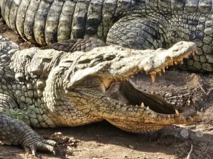 Senegal - Sindia - Bandia Reservat - Krokodile