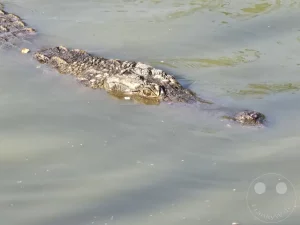 Senegal - Sindia - Bandia Reservat - Krokodile