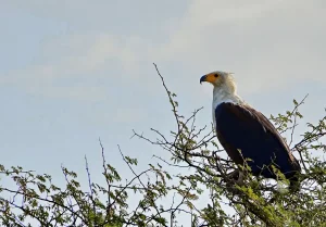 Senegal - UNESCO-Weltnaturerbe - Djoudj National Park Of Bird - Schreiseeadler aka African Fish Eagle