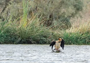 Senegal - UNESCO-Weltnaturerbe - Djoudj National Park Of Bird - Afrikanischer Schlangenhalsvogel