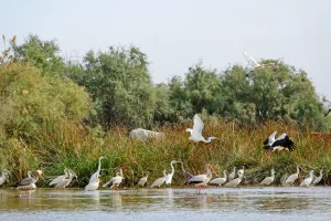 Senegal - UNESCO-Weltnaturerbe - Djoudj National Park Of Bird - Gelbschnabelstorch