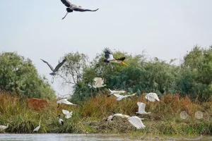Senegal - UNESCO-Weltnaturerbe - Djoudj National Park Of Bird - Gelbschnabelstorch
