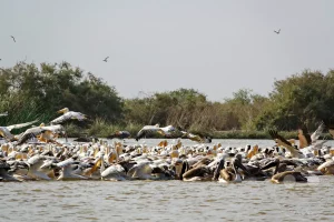 Senegal - UNESCO-Weltnaturerbe - Djoudj National Park Of Bird - Rosapelikan-Kolonie
