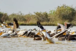 Senegal - UNESCO-Weltnaturerbe - Djoudj National Park Of Bird - Rosapelikan-Kolonie