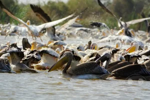 Senegal - UNESCO-Weltnaturerbe - Djoudj National Park Of Bird - Rosapelikan-Kolonie