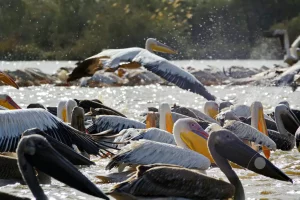 Senegal - UNESCO-Weltnaturerbe - Djoudj National Park Of Bird - Rosapelikan-Kolonie