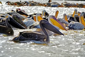 Senegal - UNESCO-Weltnaturerbe - Djoudj National Park Of Bird - Rosapelikan-Kolonie