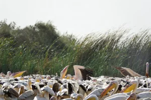 Senegal - UNESCO-Weltnaturerbe - Djoudj National Park Of Bird - Rosapelikan-Kolonie