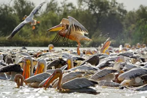 Senegal - UNESCO-Weltnaturerbe - Djoudj National Park Of Bird - Rosapelikan-Kolonie