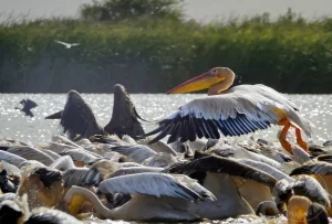 Senegal - UNESCO-Weltnaturerbe - Djoudj National Park Of Bird - Rosapelikan-Kolonie