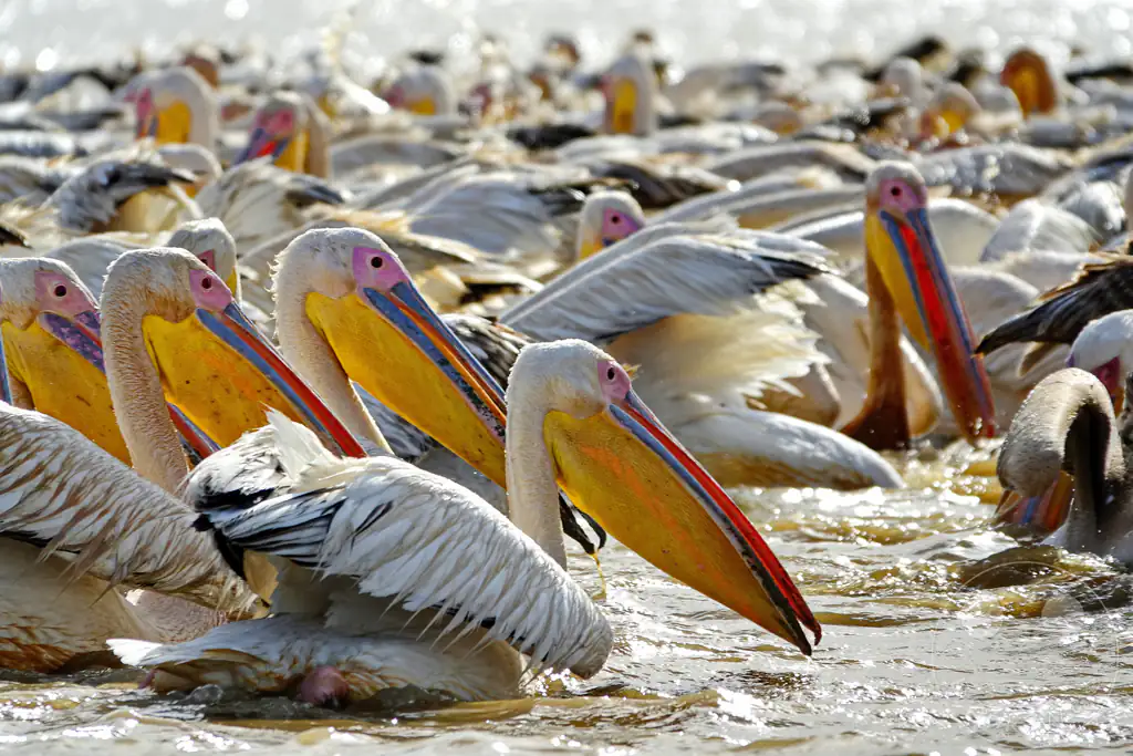 Senegal - UNESCO-Weltnaturerbe - Djoudj National Park Of Bird - Rosapelikan-Kolonie