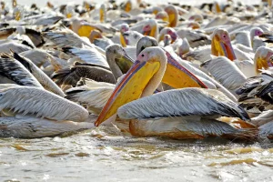 Senegal - UNESCO-Weltnaturerbe - Djoudj National Park Of Bird - Rosapelikan-Kolonie
