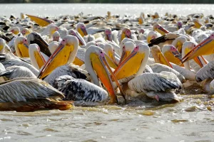 Senegal - UNESCO-Weltnaturerbe - Djoudj National Park Of Bird - Rosapelikan-Kolonie