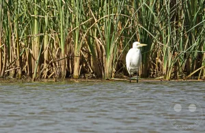 Senegal - UNESCO-Weltnaturerbe - Djoudj National Park Of Bird - Silberreiher vor dichtem Schilf im flachen Wasser