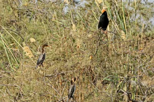 Senegal - UNESCO-Weltnaturerbe - Djoudj National Park Of Bird - Gruppe von Kormoranen
