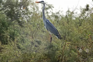 Senegal - UNESCO-Weltnaturerbe - Djoudj National Park Of Bird - Graureiher