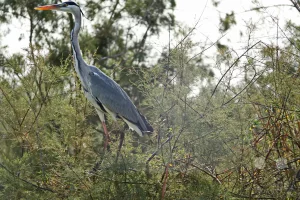 Senegal - UNESCO-Weltnaturerbe - Djoudj National Park Of Bird - Graureiher