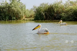 Senegal - UNESCO-Weltnaturerbe - Djoudj National Park Of Bird - Rosapelikan-Kolonie