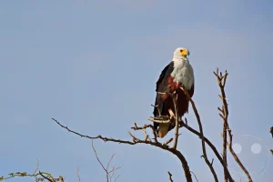 Senegal - UNESCO-Weltnaturerbe - Djoudj National Park Of Bird - Schreiseeadler aka African Fish Eagle