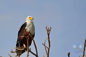 Senegal - UNESCO-Weltnaturerbe - Djoudj National Park Of Bird - Schreiseeadler aka African Fish Eagle