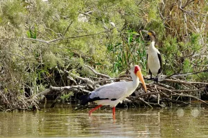 Senegal - UNESCO-Weltnaturerbe - Djoudj National Park Of Bird - Gelbschnabelstorch und Weißbrustkormoran
