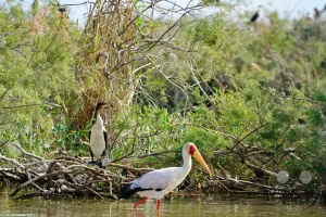 Senegal - UNESCO-Weltnaturerbe - Djoudj National Park Of Bird - Gelbschnabelstorch und Weißbrustkormoran