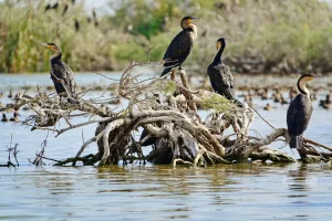 Senegal - UNESCO-Weltnaturerbe - Djoudj National Park Of Bird - Gruppe von Weißbrustkormoranen
