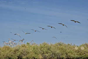 Senegal - UNESCO-Weltnaturerbe - Djoudj National Park Of Bird - Schwarm Rosapelikane im Flug