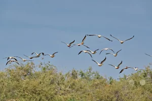 Senegal - UNESCO-Weltnaturerbe - Djoudj National Park Of Bird - Schwarm Rosapelikane im Flug