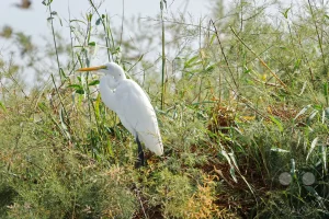 Senegal - UNESCO-Weltnaturerbe - Djoudj National Park Of Bird - Silberreiher