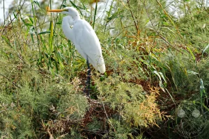 Senegal - UNESCO-Weltnaturerbe - Djoudj National Park Of Bird - Silberreiher