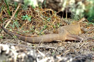 Senegal - UNESCO-Weltnaturerbe - Djoudj National Park Of Bird - Nilwaran am schlammigen Ufer