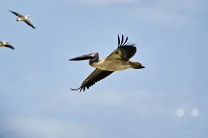 Senegal - UNESCO-Weltnaturerbe - Djoudj National Park Of Bird - Pelikane im Flug