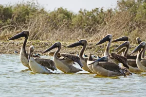 Senegal - UNESCO-Weltnaturerbe - Djoudj National Park Of Bird - Gruppe von Rosapelikanen im Jugend- oder Ruhekleid
