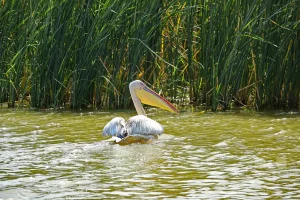 Senegal - UNESCO-Weltnaturerbe - Djoudj National Park Of Bird - Rosapelikan vor einem dichten Schilfgürtel
