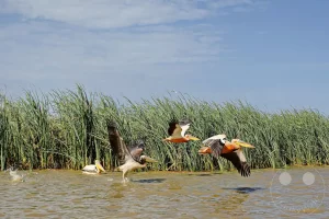 Senegal - UNESCO-Weltnaturerbe - Djoudj National Park Of Bird - Gruppe von Rosapelikanen beim Start