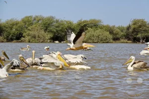 Senegal - UNESCO-Weltnaturerbe - Djoudj National Park Of Bird - Kolonie von Rosapelikanen