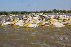 Senegal - UNESCO-Weltnaturerbe - Djoudj National Park Of Bird - Kolonie von Rosapelikanen