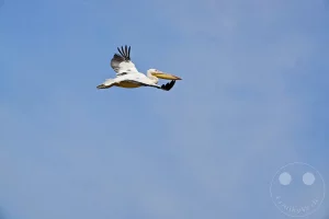 Senegal - UNESCO-Weltnaturerbe - Djoudj National Park Of Bird - Pelikane im Flug