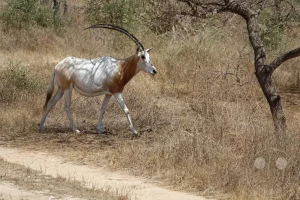 Senegal - Guembeul Natural Reserve
