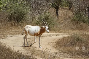 Senegal - Guembeul Natural Reserve