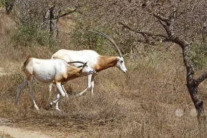 Senegal - Guembeul Natural Reserve