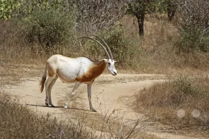 Senegal - Guembeul Natural Reserve