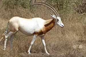 Senegal - Guembeul Natural Reserve